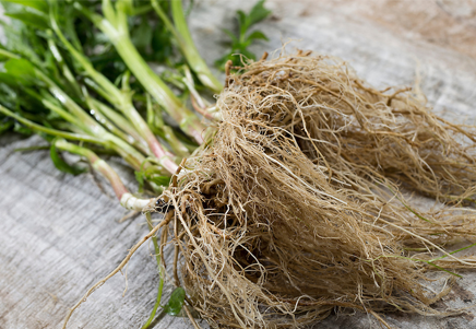 Hemp Image